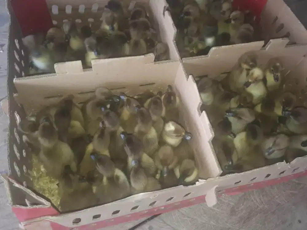 DOD BEBEK BETINA PETELUR LOKAL