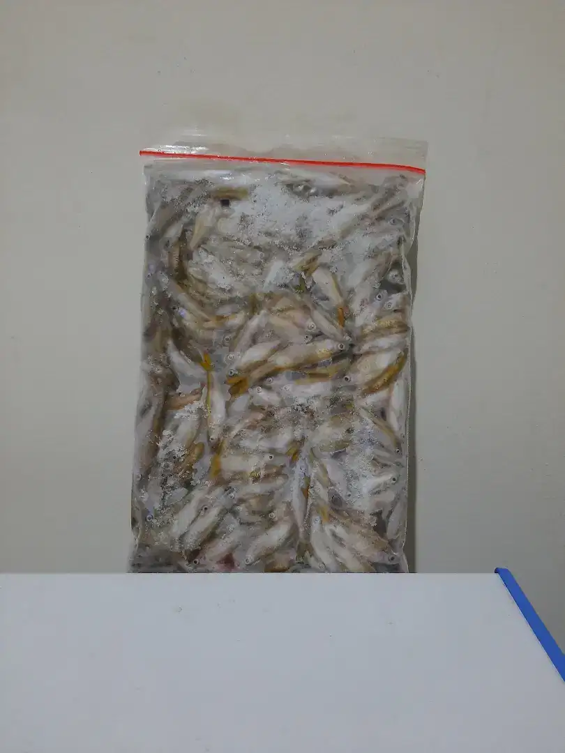 ikan cere beku pakan ikan hias predator per 500gr