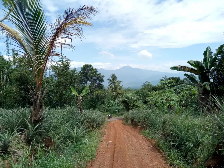 KEBUN || Murah untuk rumah atau kebun