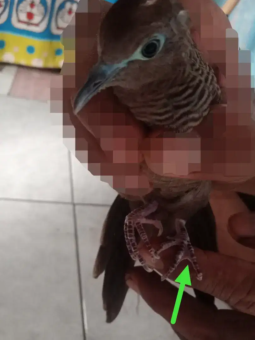 Burung perkutut cemani katuranggan selaput kaki bebek