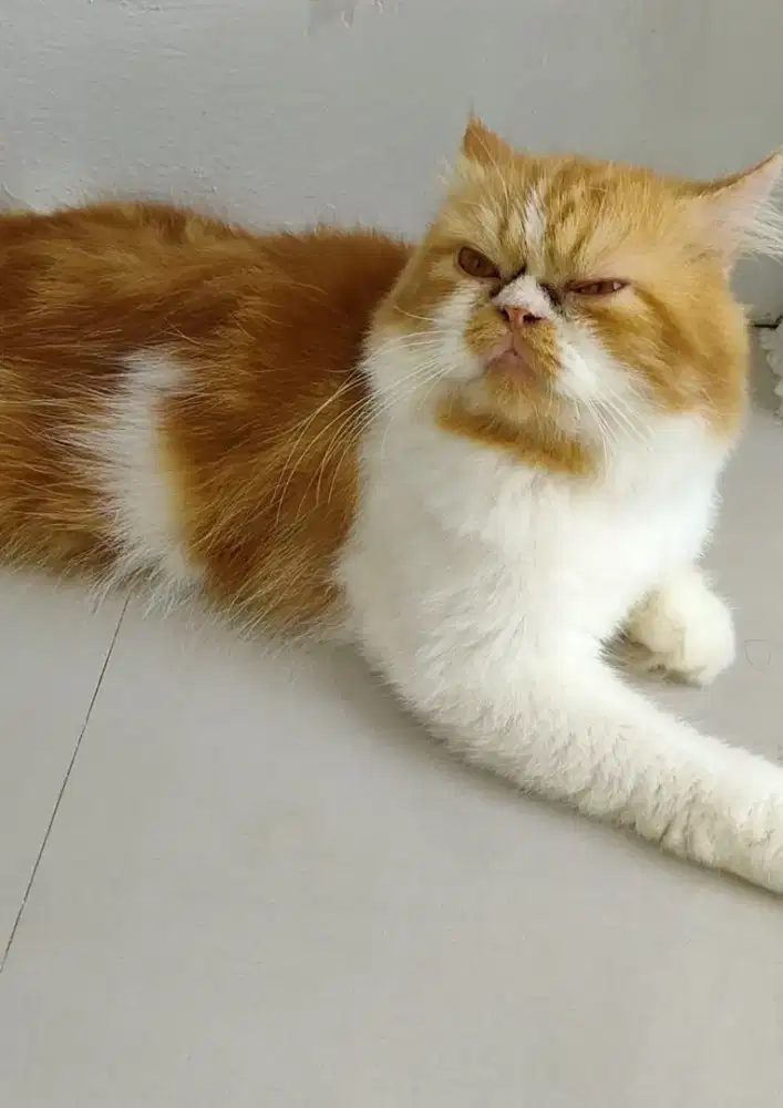 Pacak kucing flaknose