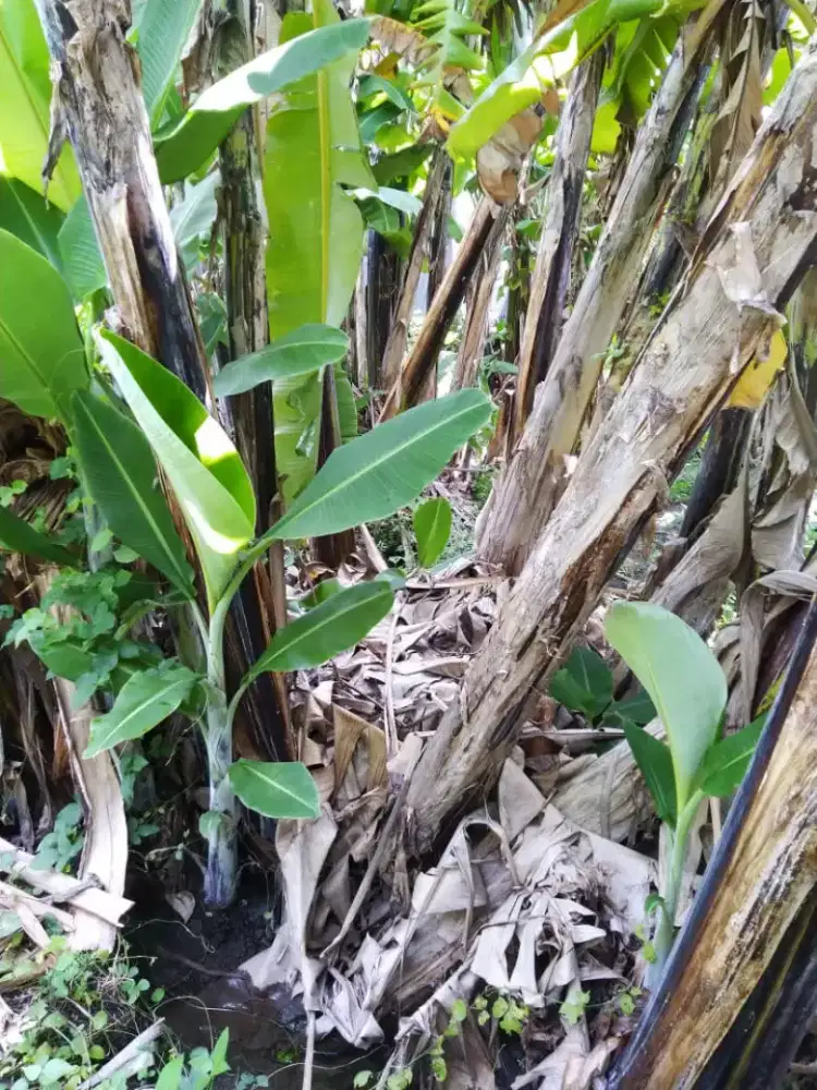 daun pisang batu 3pasang