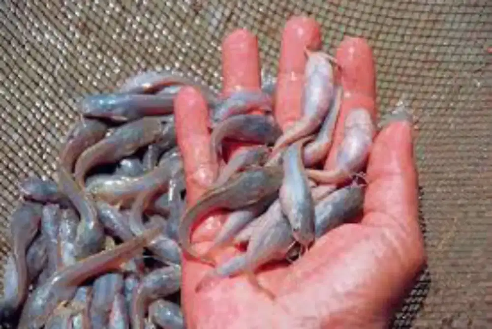 Lele mutiara ukuran 15-18 cm