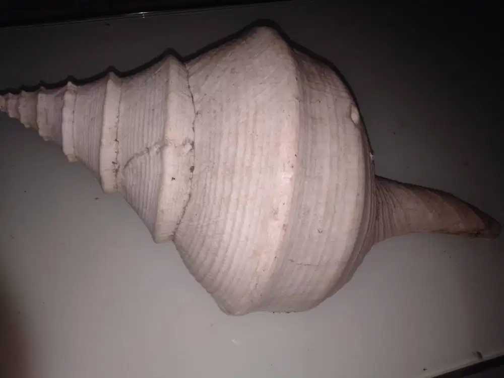 Cangkang Kerang Terompet Raksasa Murah