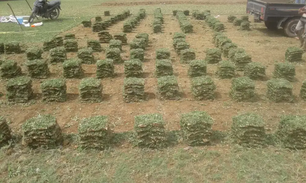 Distributor rumput taman keyla flower