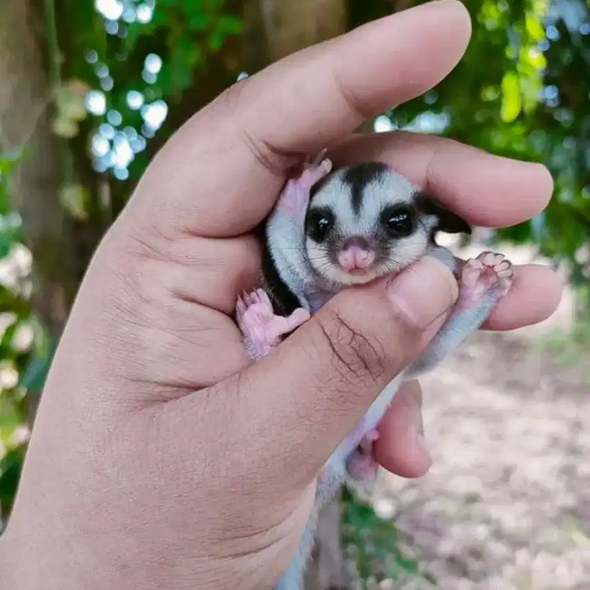 Sugar glider grey Joy anakan umur 1.5 bulan