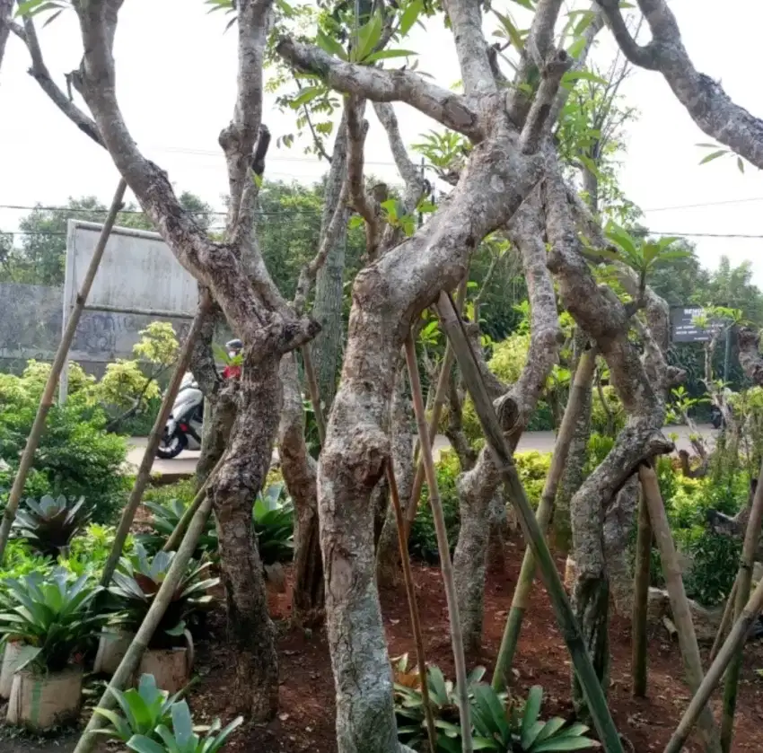 Pohon posisi Kamboja bali