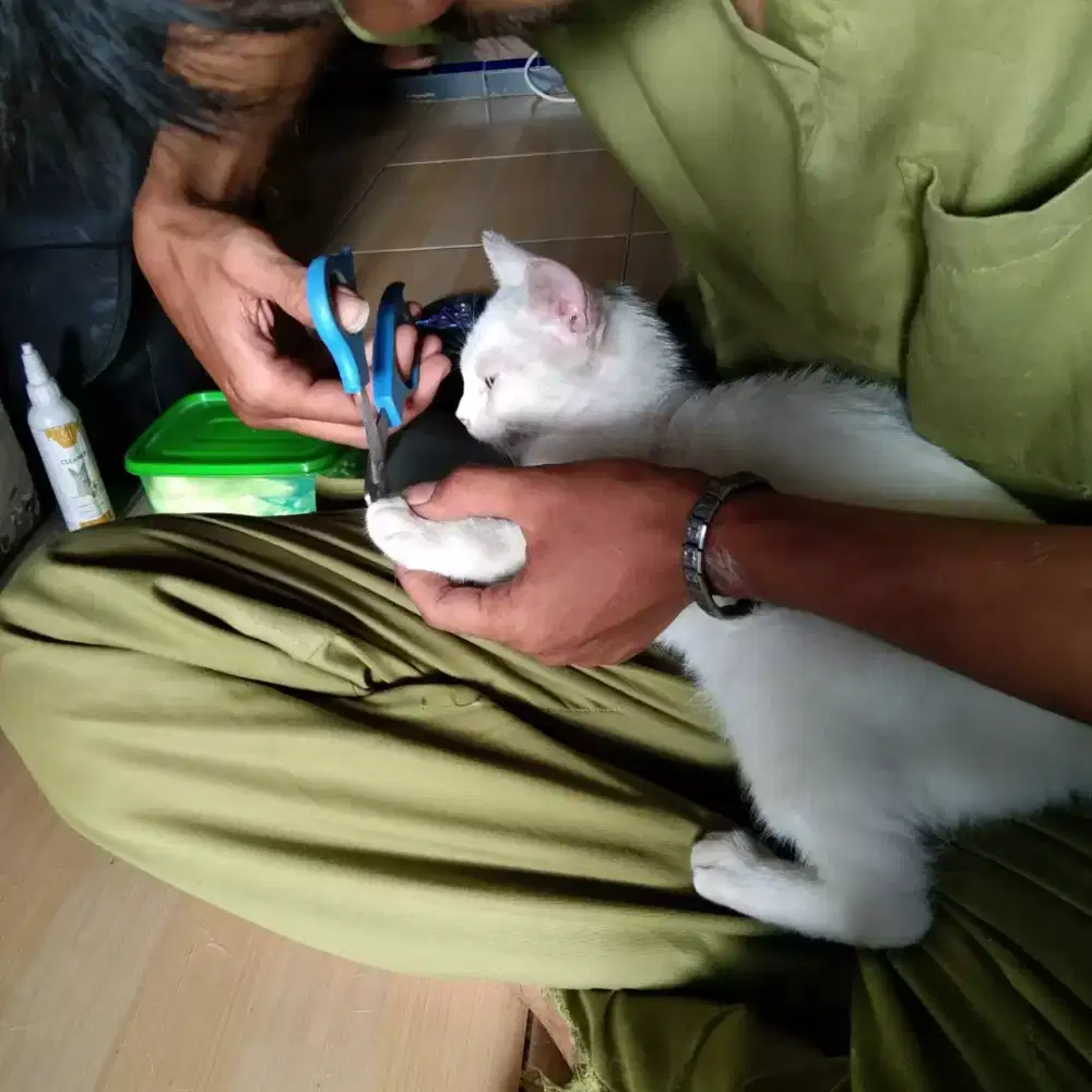 Grooming cat and doggy panggilan se-jabodetabek