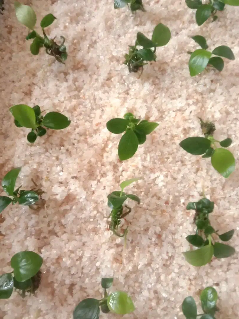 Anubias nana bibit
