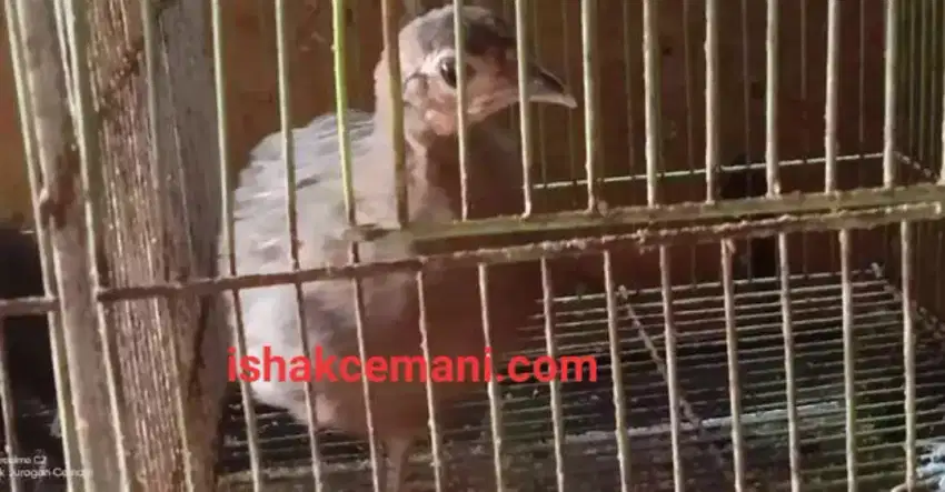 Ayam Hutan Hijau Remaja Jinak Ganteng !! Wajib Baca Diskripsi