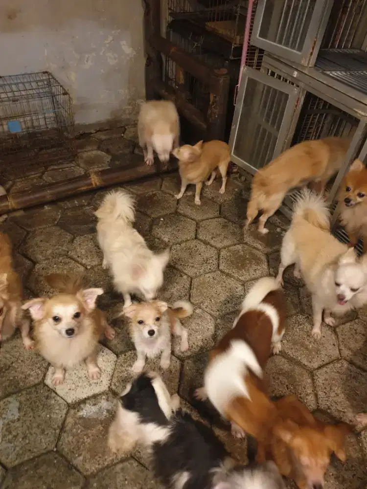 promo beli 2 dapet 3 dog hias