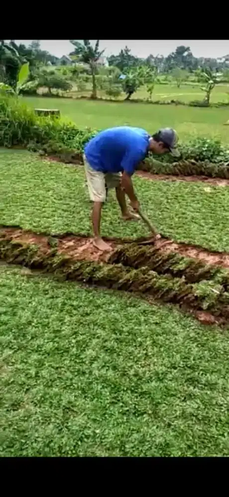 Tukang rumput gajah mini