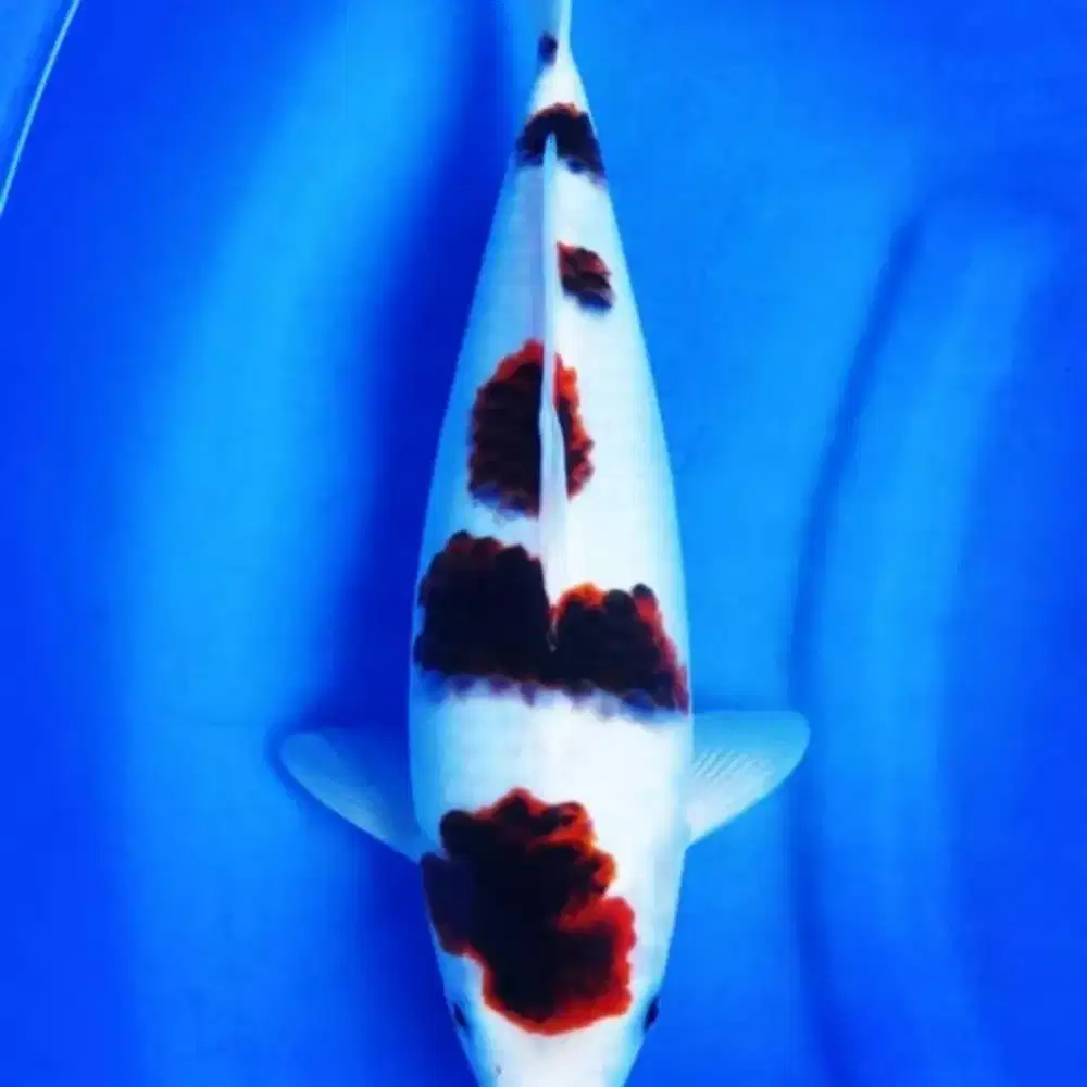 Ikan koi Blitar budo goromo