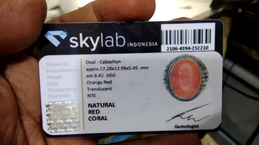 Natural red coral marjan NTE gratis memo skylab