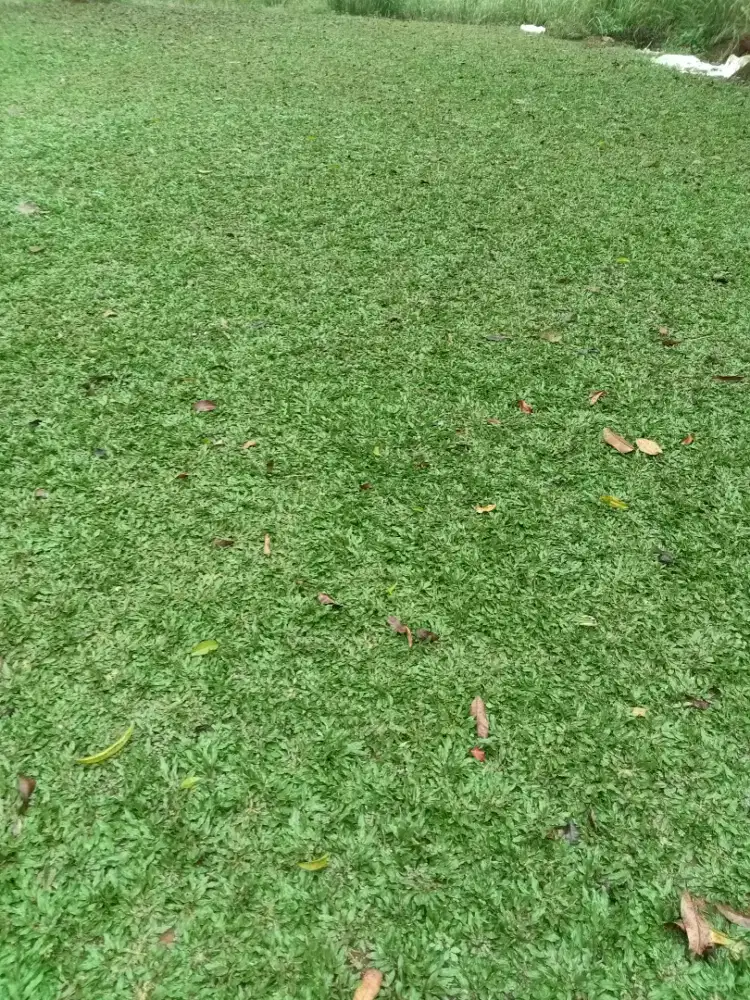 Jual rumput gajah mini