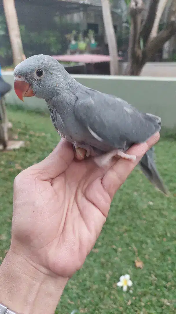 Indian ring neck, IRN lolohan warna grey