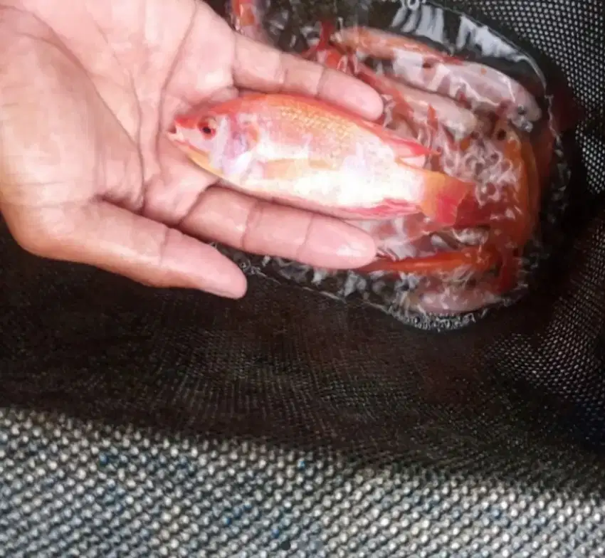 ikan nila 2 jari