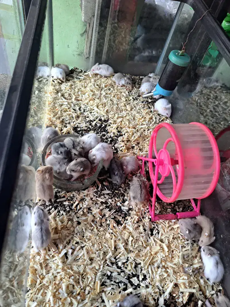 Hamster sawangan,depok