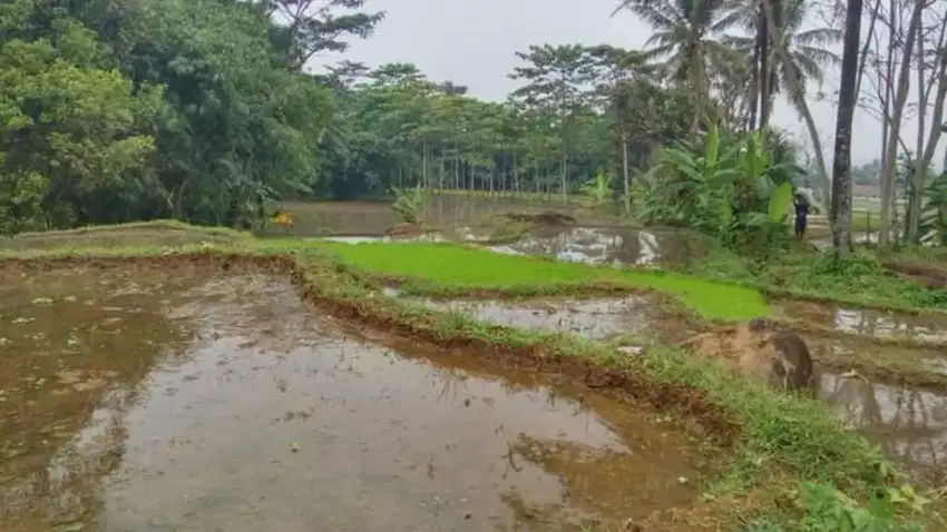 Sawah view pegunungan