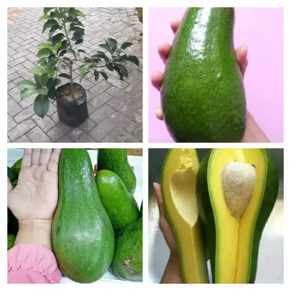 Bibit alpukat alligator