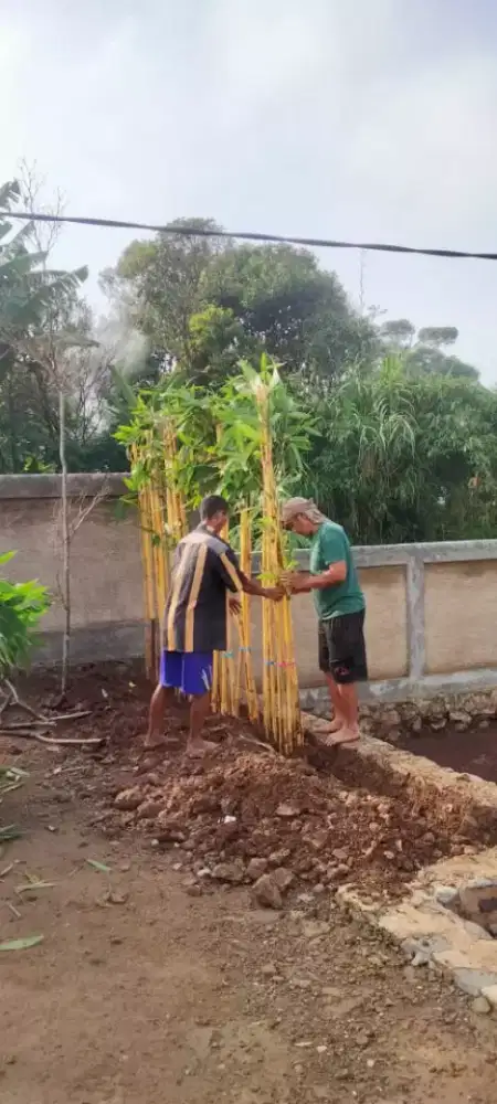 Pohon bambu kuning taman