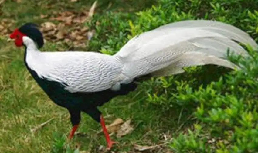 Jual ayam silver pheasant sepasang remaja