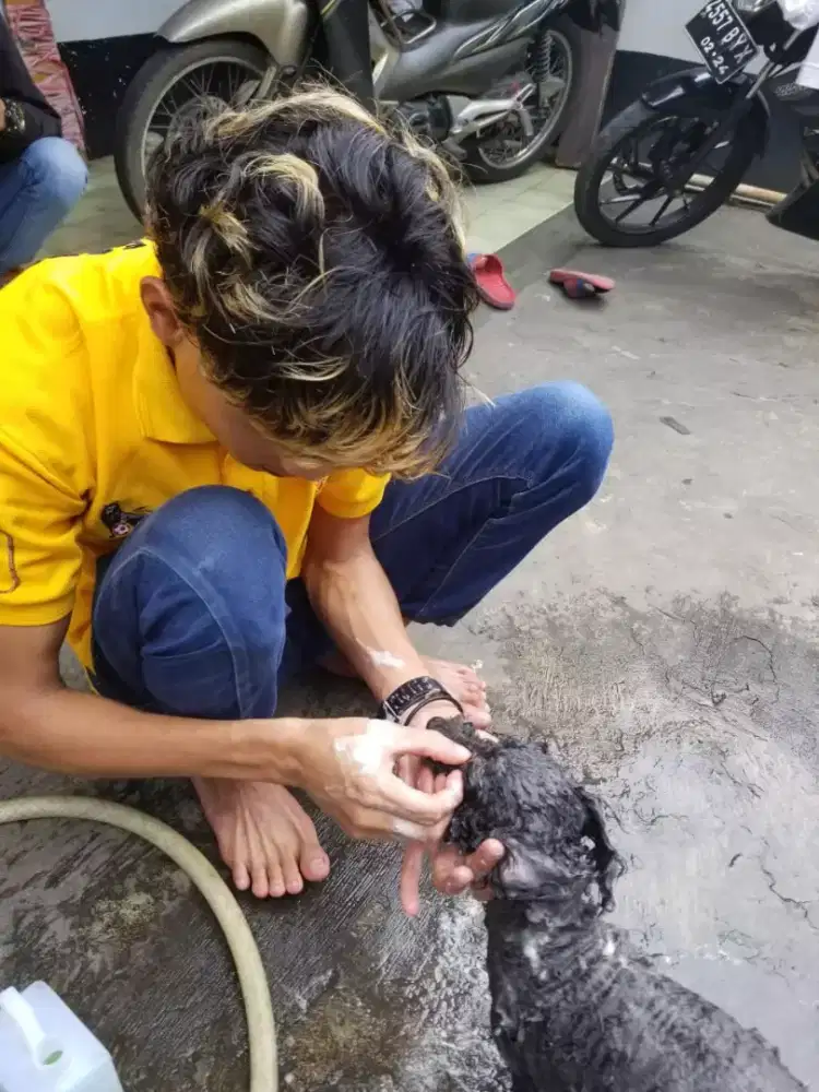 Termurah jasa grooming anjing kucing panggilan cukur bulu mandi rumah