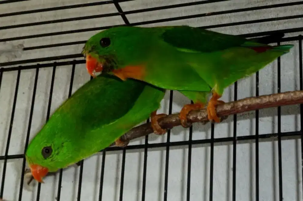 Burung serin dit Jawa Sepasang dewasa mewah