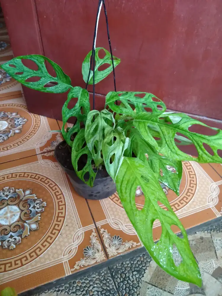 Tanaman Hias Janda Bolong