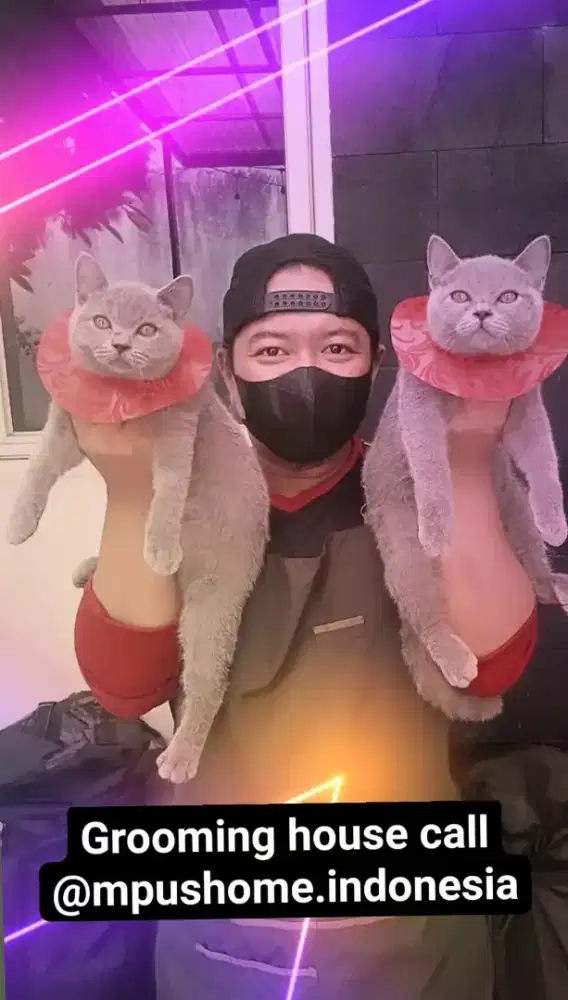 Grooming khusus kucing depok terpercaya