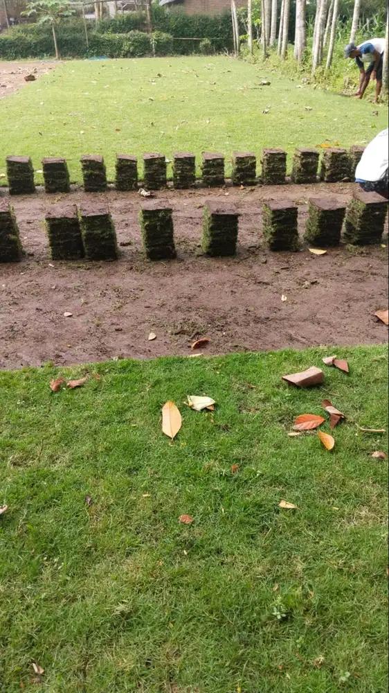 Rumput Golf Kudus Permeter