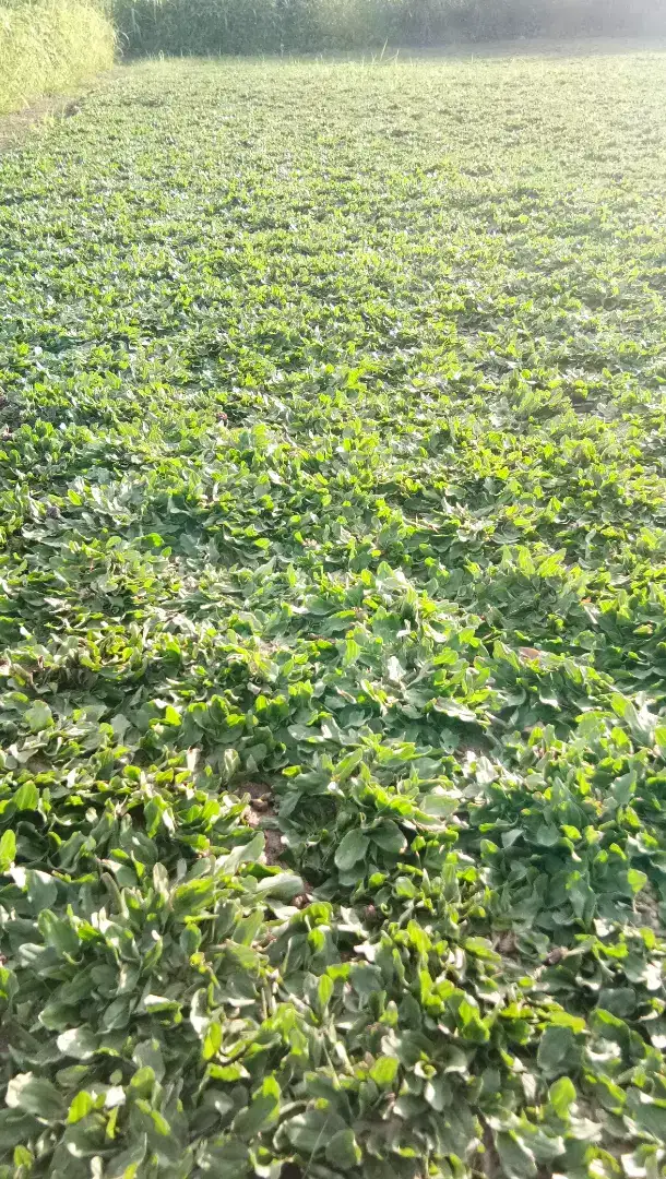 Rumput Gajah Mini & Varigata