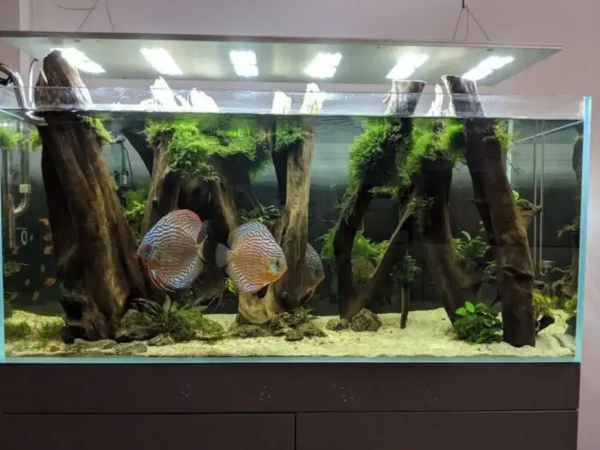 Aquarium aquascape berbagai macam tema