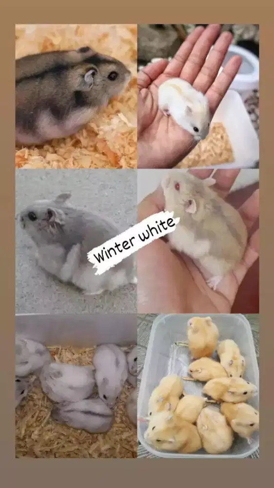 Hamster Winter White