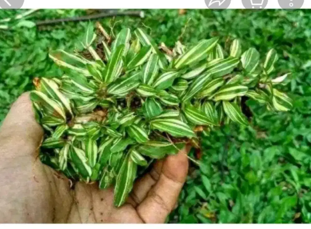 Jual rumput hias taman Gajah mini, varigata