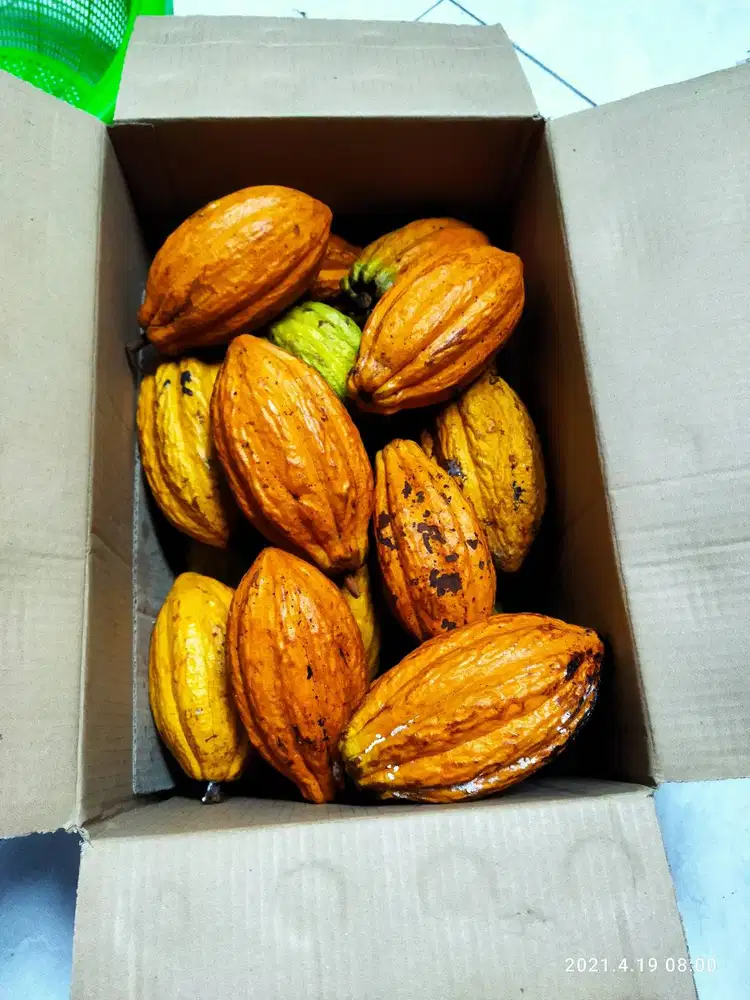 buah coklat kakao fresh 1kg