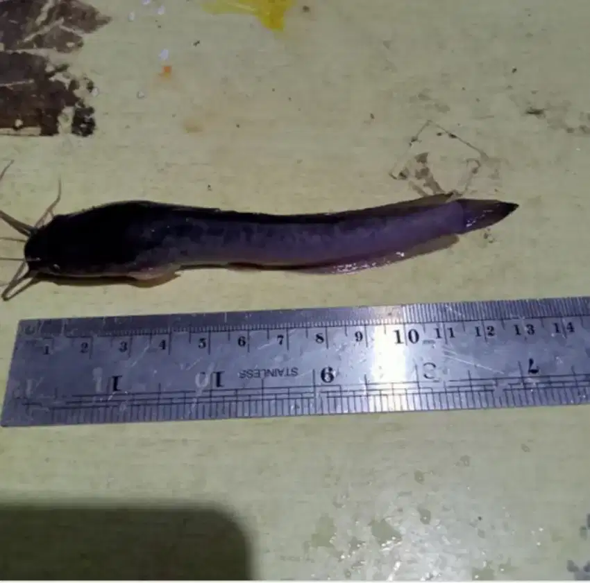 ikan lele 11 12 cm