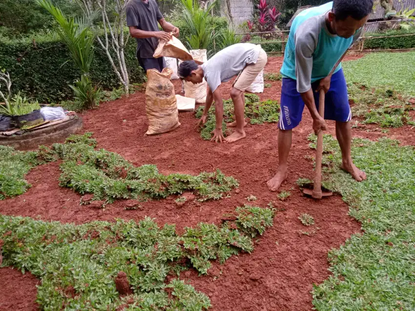 Petani rumput gajah mini