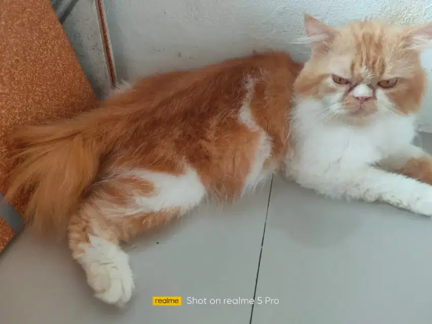 Jasa pacak kucing fleaknose longhair