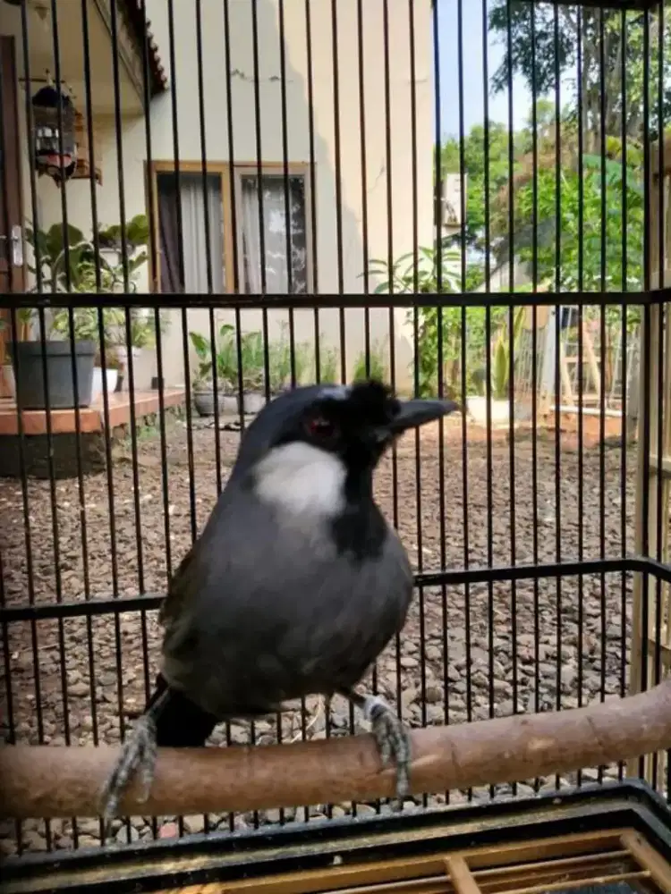 Poksay hongkong pipi putih bahan rawatan dan gacor