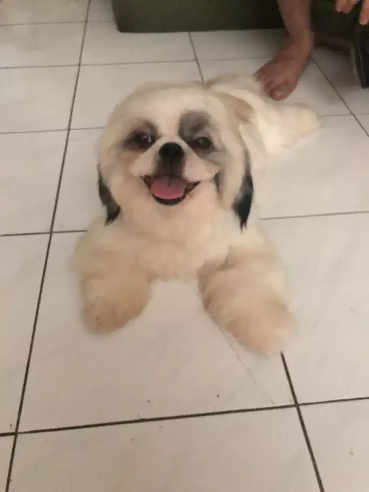 Termurah jasa grooming anjing kucing panggilan cukur bulu mandi rumah