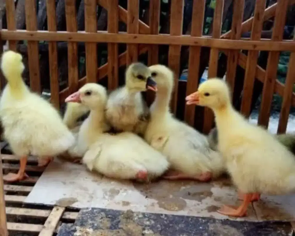 Anak Angsa sepasang lucu imut