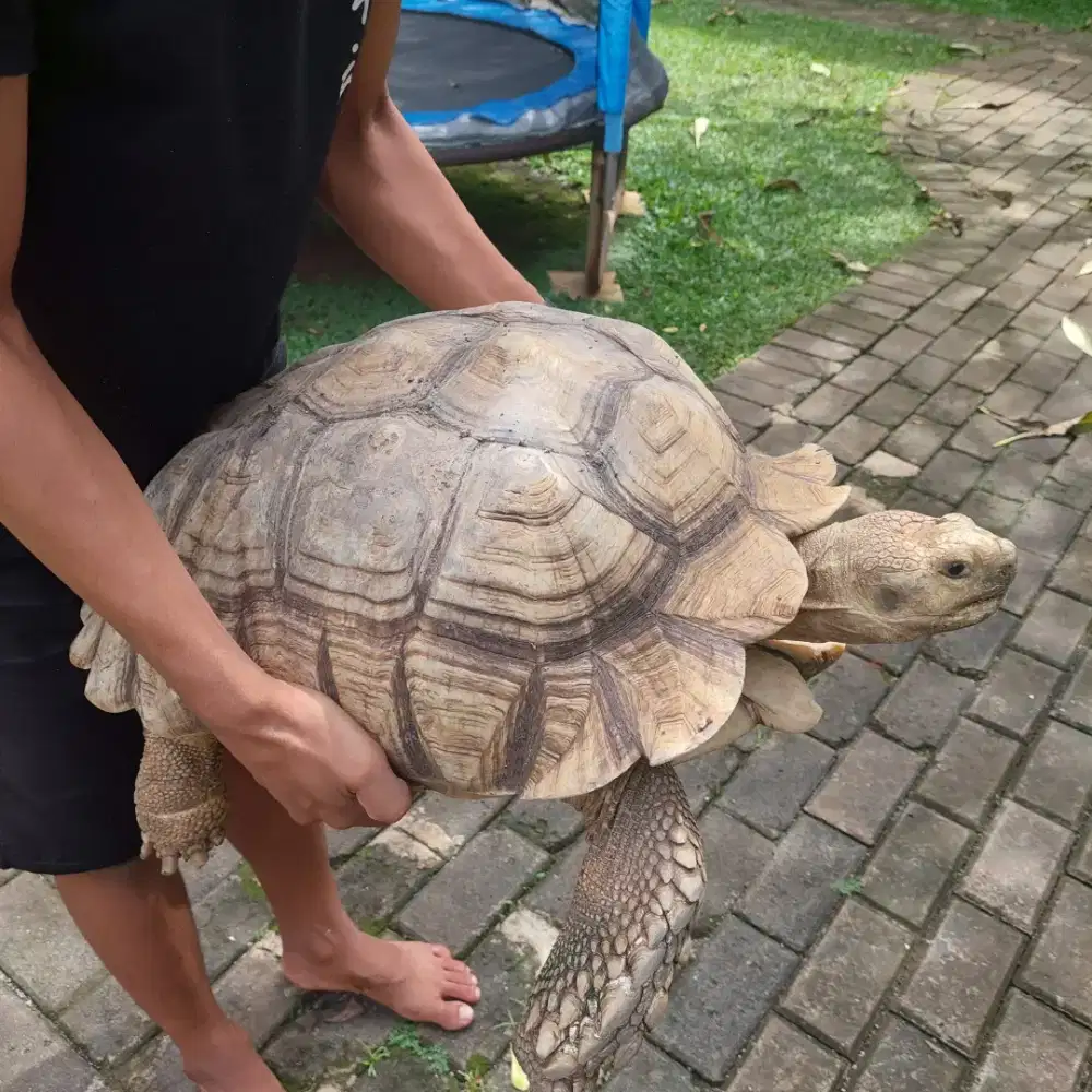 Kura kura sulcata jantan Jumbo dome sempurna