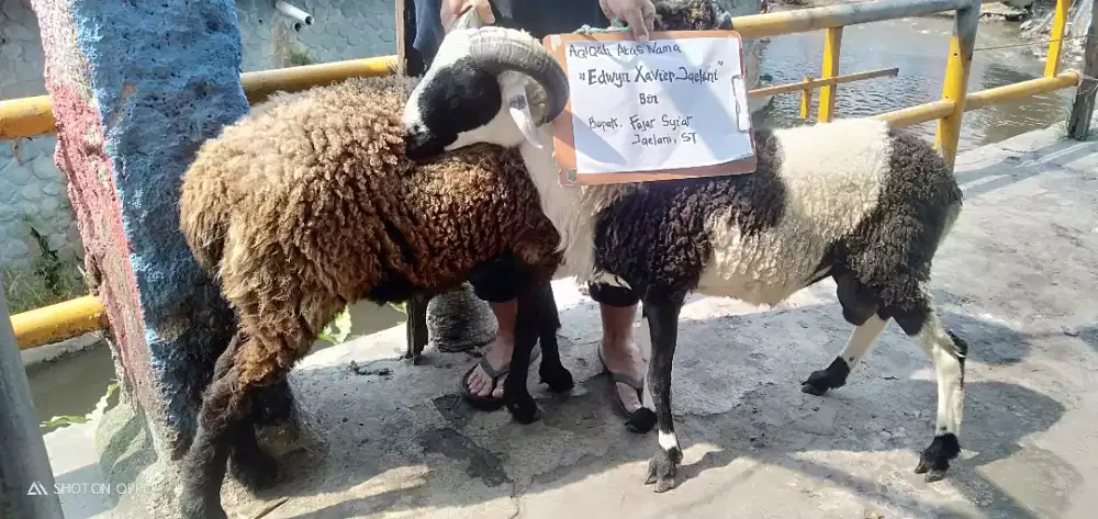 Domba Aqiqah Sehat Berkah