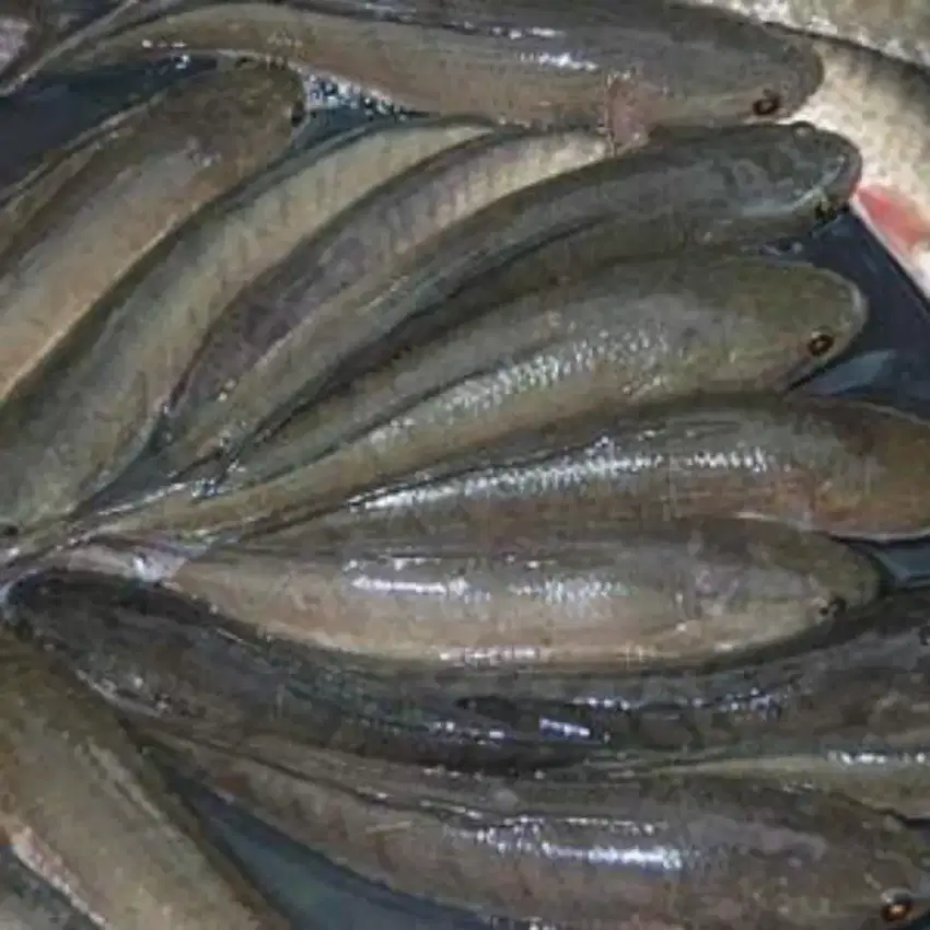 Amanah Olshope ikan gabus konsumsi
