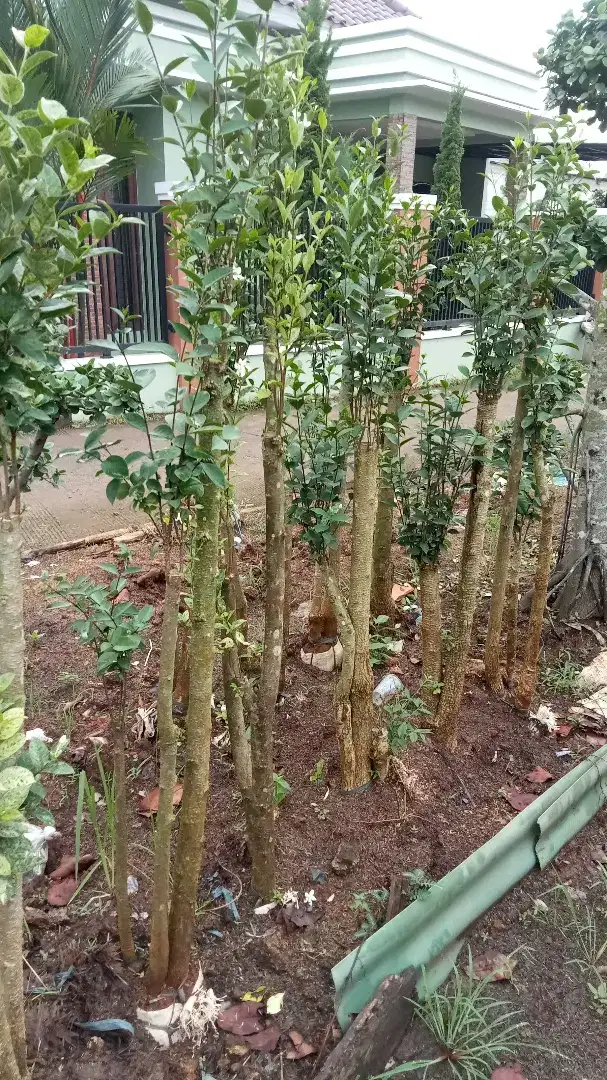 Jual bongsay yasmin