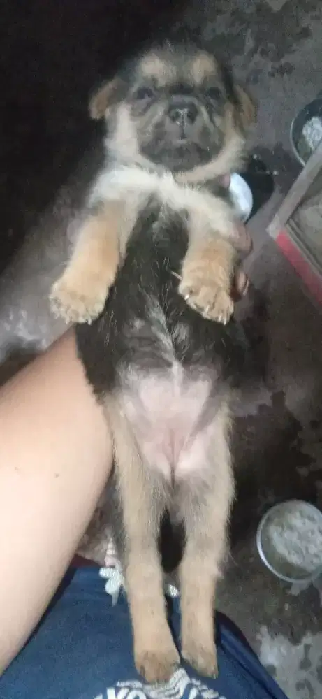 Anak anjing Chihuahua mix mini Pomerian betina