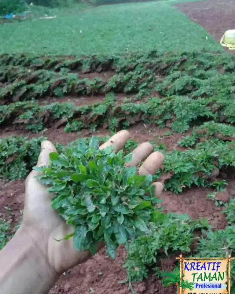 Tukang rumput sawangan/tukang Buat taman rumah