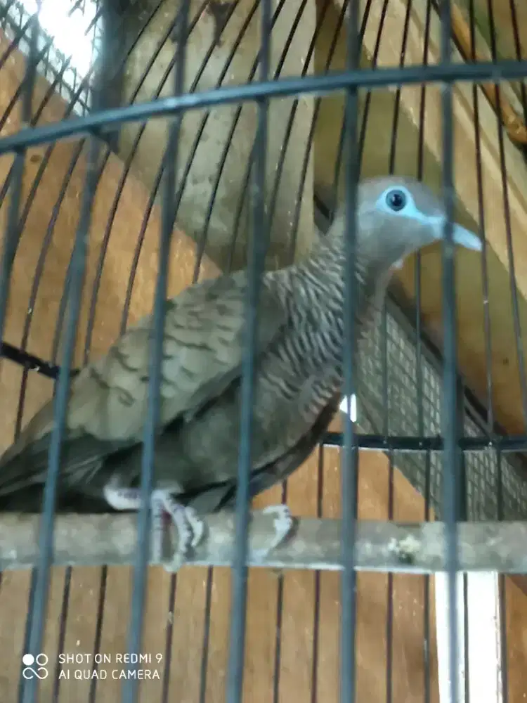 Perkutut Majapahit,blebet kalung tepuk, tekukur albino mata merah