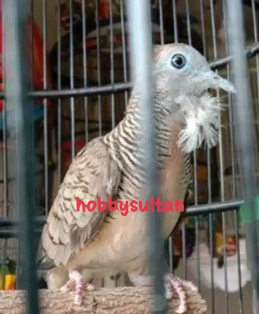 Burung perkutut kolocokro jenggot asli alam